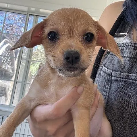 A baby small-sized male Brown / Chocolate Terrier dog named Jasper for adoption in Sonoma, CA
