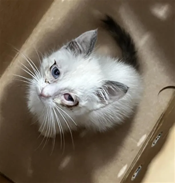 A baby medium-sized female Domestic Medium Hair cat named Snowflake for adoption in Dallas, TX