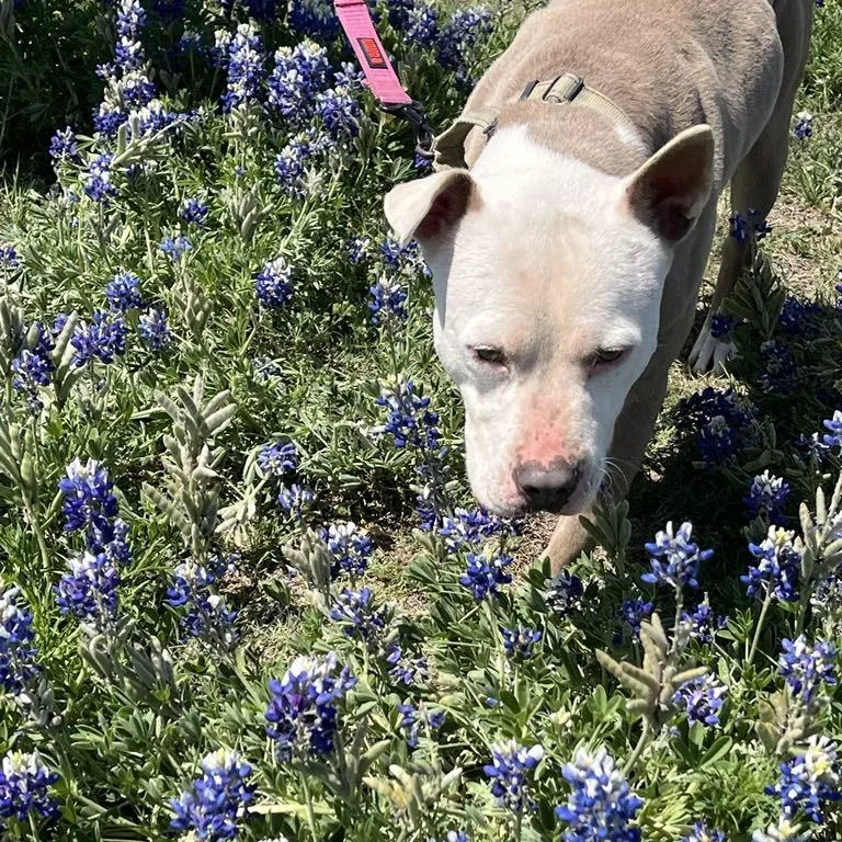 Zebediah thumbnail 3