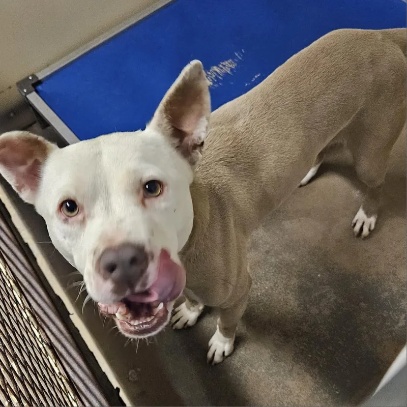 Zebediah thumbnail 4