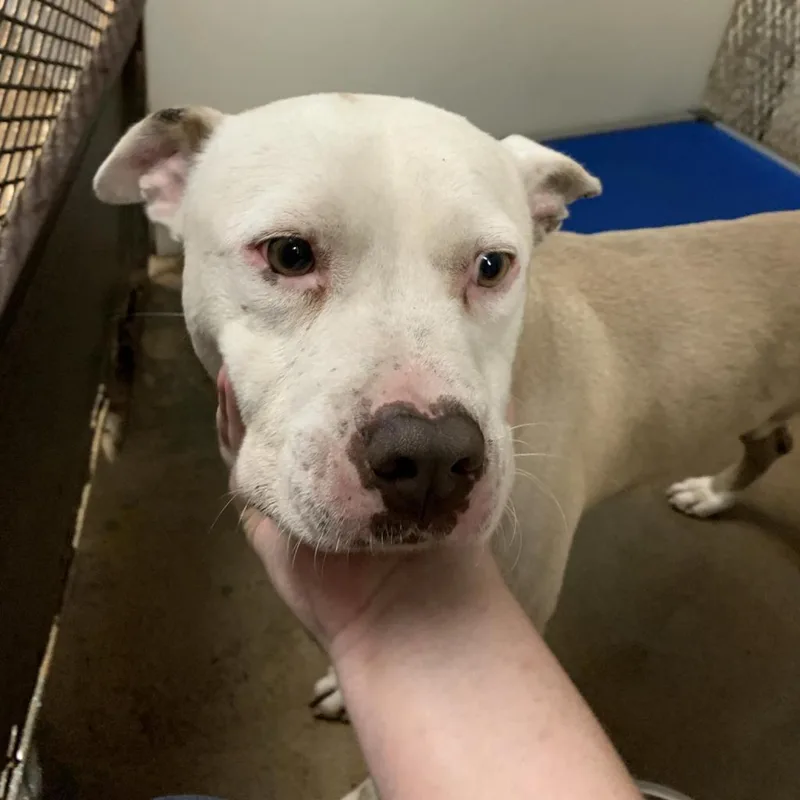 Zebediah thumbnail 5