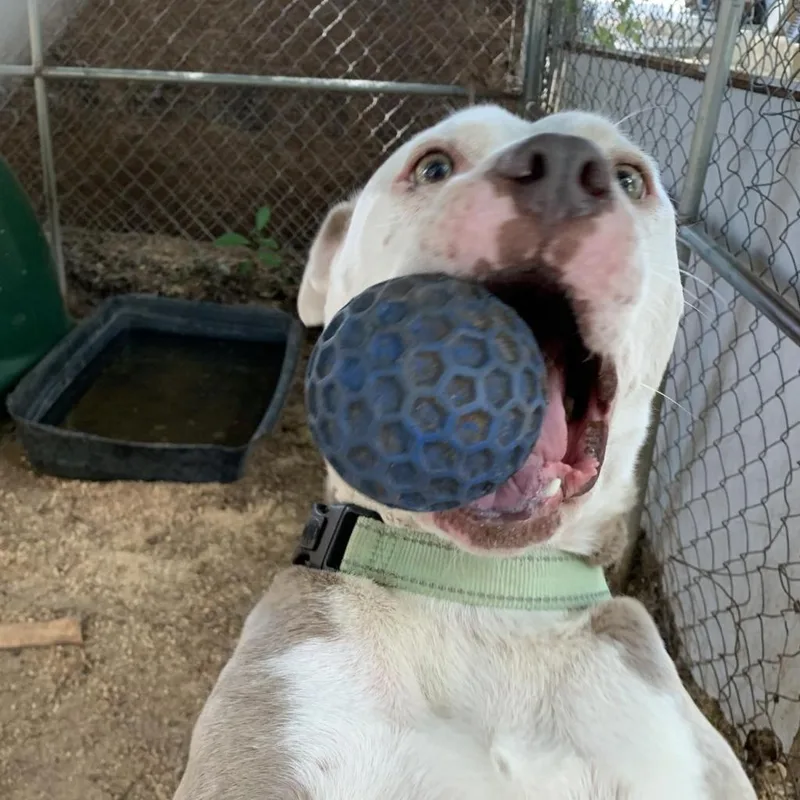 Zebediah thumbnail 6