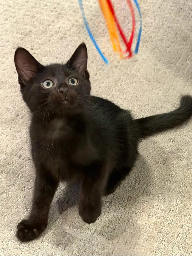 A baby medium-sized male Black Domestic Short Hair cat named Jude for adoption in Campbell, CA