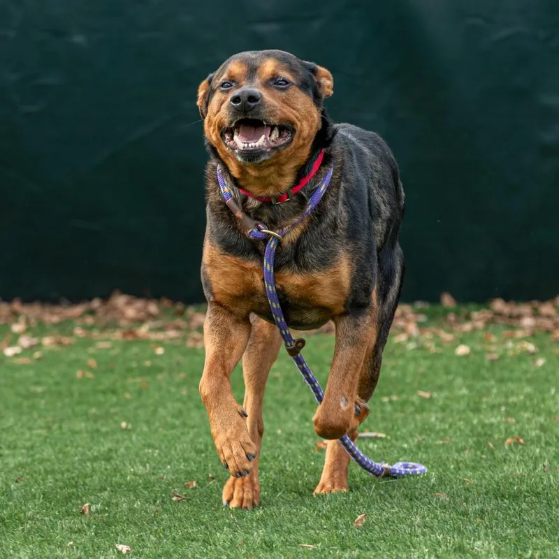 Pooh Bear thumbnail 2