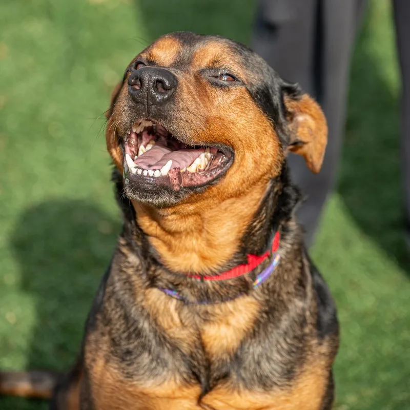 Pooh Bear thumbnail 4