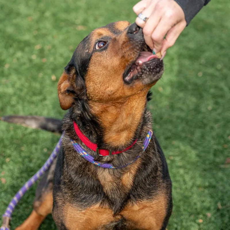 Pooh Bear thumbnail 6