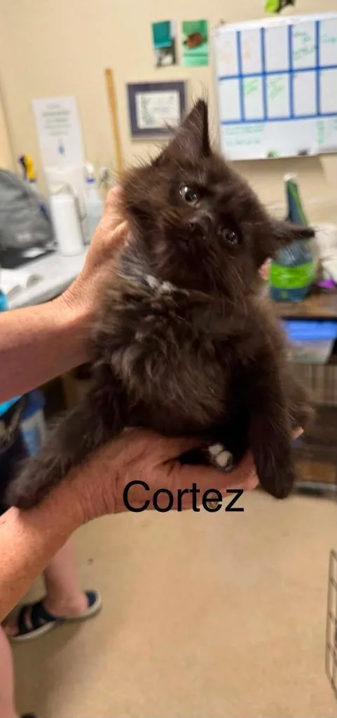 A baby small-sized male Domestic Long Hair cat named Cortez for adoption in Plattsburgh, NY