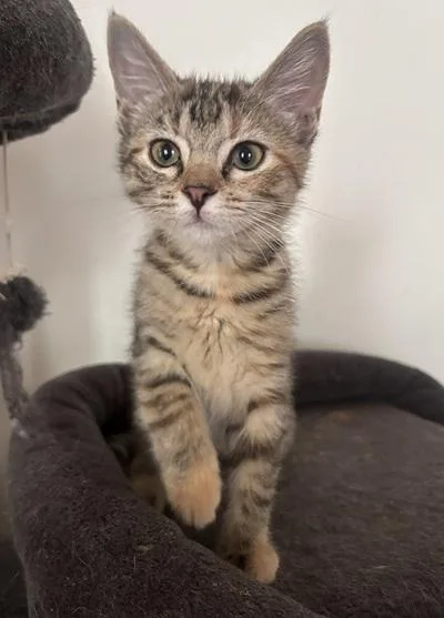 A baby medium-sized female Black Domestic Short Hair cat named Aviva  Tova  for adoption in Melrose, MA