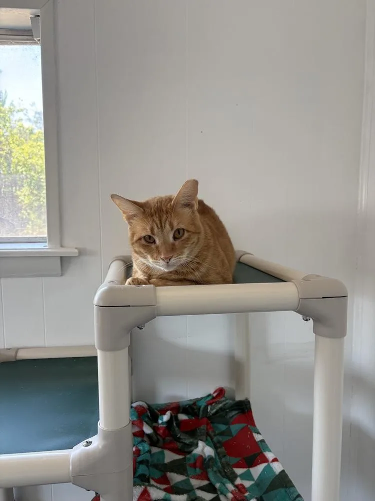 A senior large-sized male Tabby (Orange / Red) Domestic Short Hair cat named Mikey for adoption in Fort collins, CO