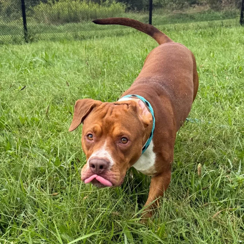 A young medium-sized female Brown / Chocolate Pit Bull Terrier dog named Ember for adoption in York, PA