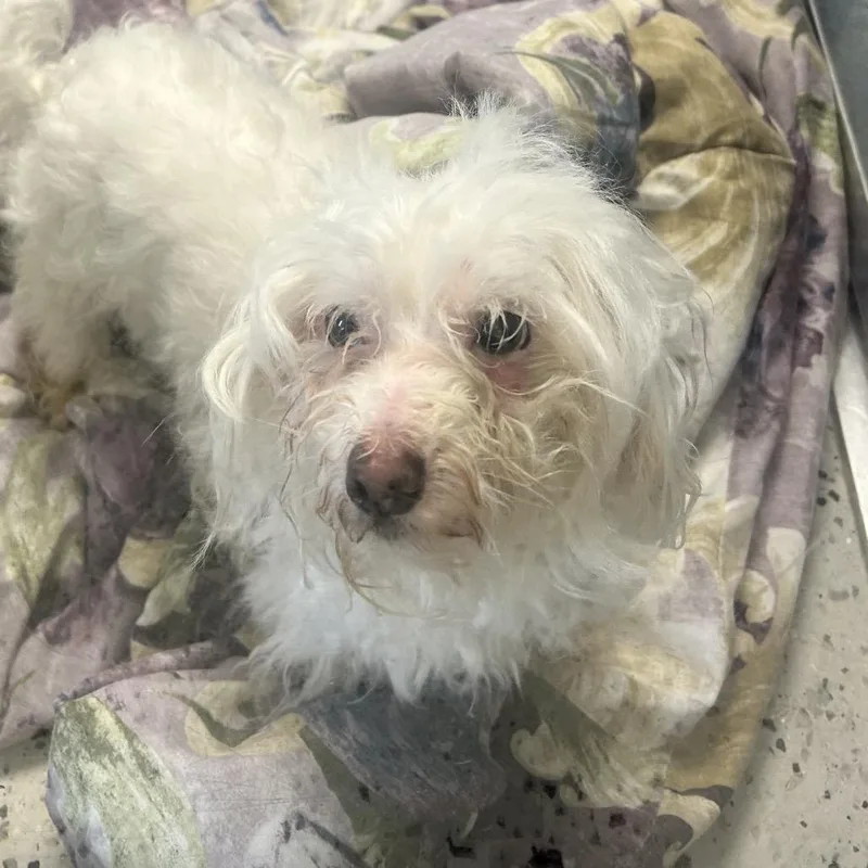 An adult small-sized male White / Cream Terrier dog named Bob for adoption in Uniontown, PA