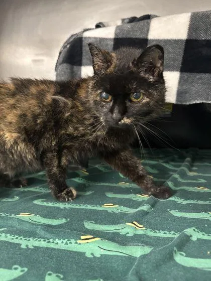 A senior small-sized female Domestic Short Hair cat named Zelda for adoption in Shawano, WI