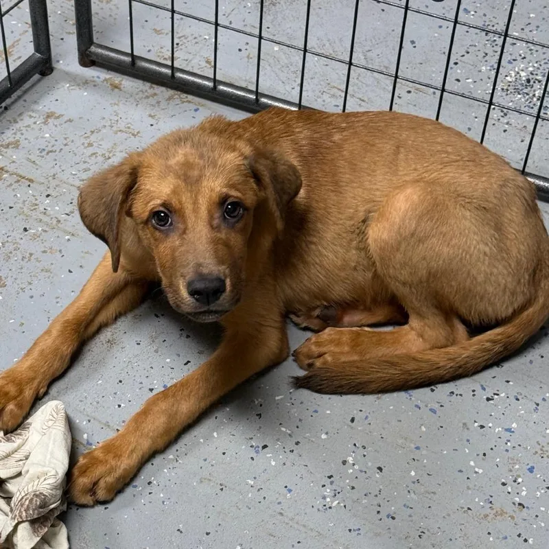 A baby large-sized female Brindle Mixed Breed dog named D Sarabi for adoption in Franklin, PA