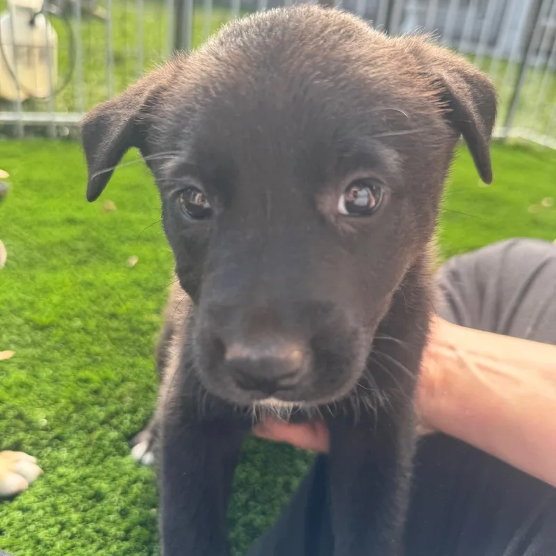 A baby medium-sized male Mixed Breed dog named Bobby for adoption in Burbank, CA