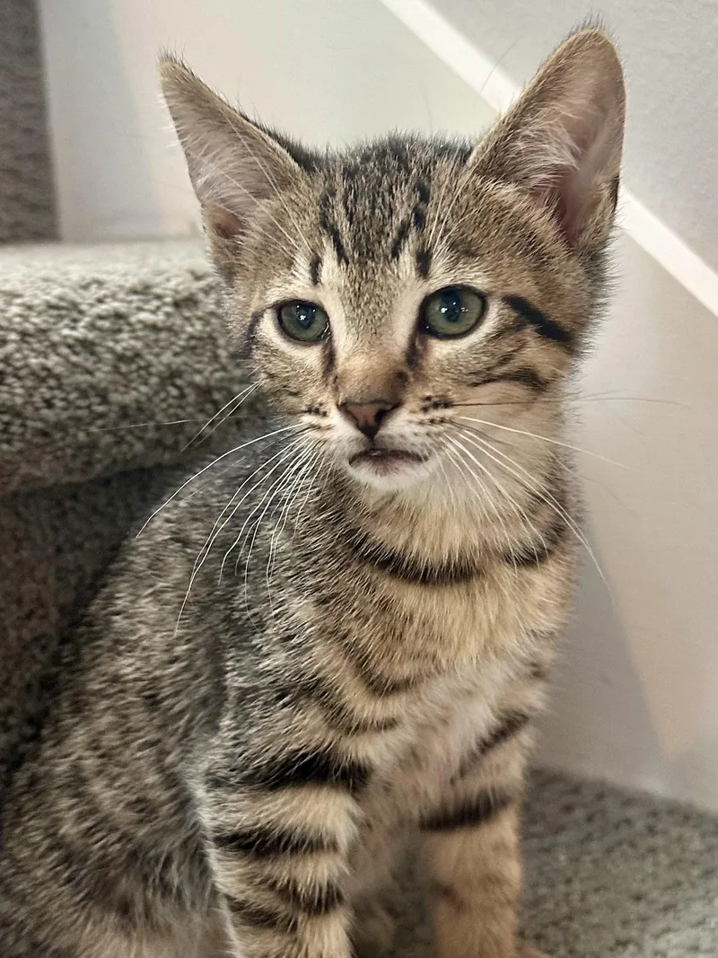 A baby medium-sized male Tabby (Brown / Chocolate) Domestic Short Hair cat named Donut for adoption in Milwaukee, WI