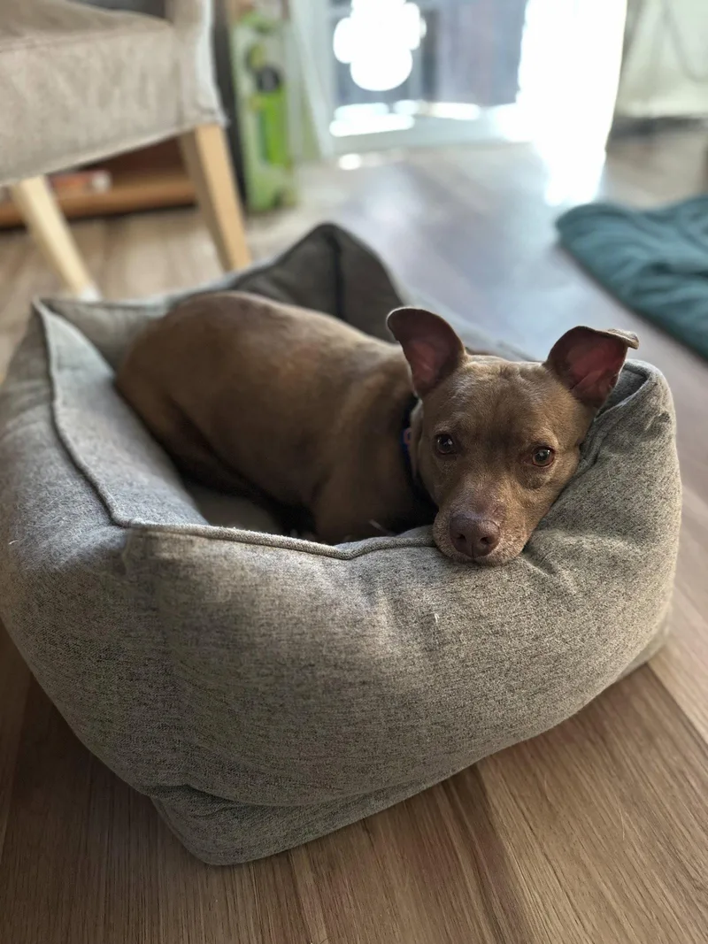 An adult medium-sized female Chihuahua dog named Candy for adoption in San Jose, CA