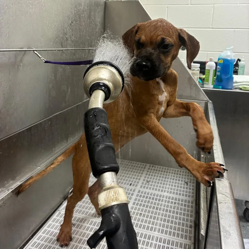 A baby medium-sized male Brown / Chocolate Mixed Breed dog named Flapjack for adoption in Danville, KY