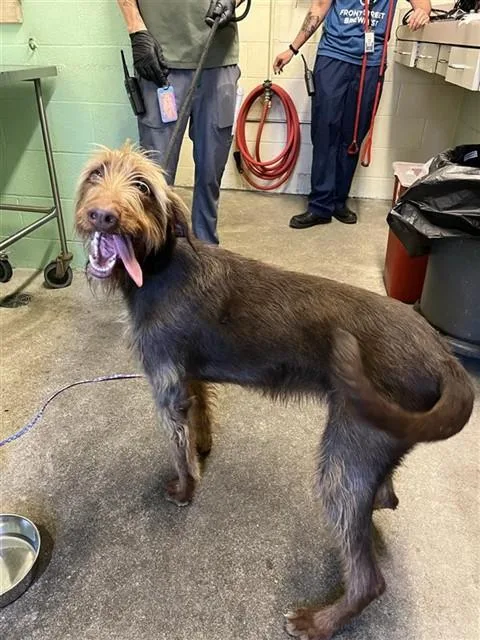 A young large-sized female German Wirehaired Pointer dog named Millie Doggie Brown for adoption in Sacramento, CA