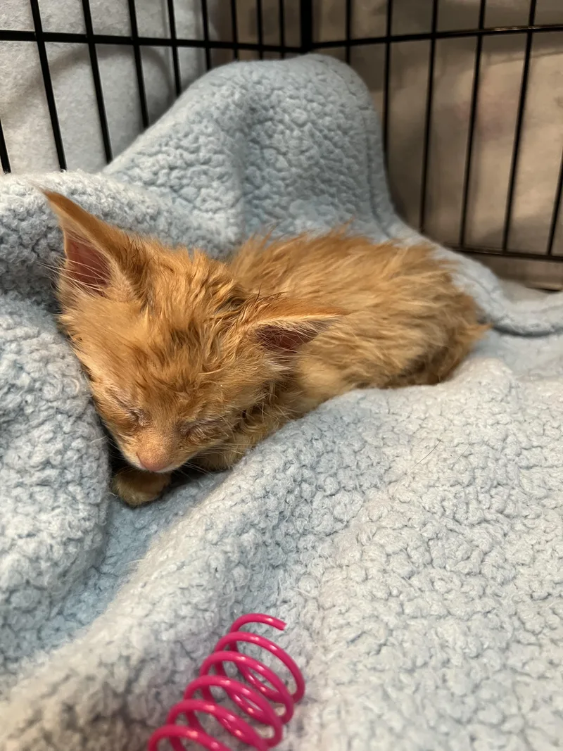 Simba