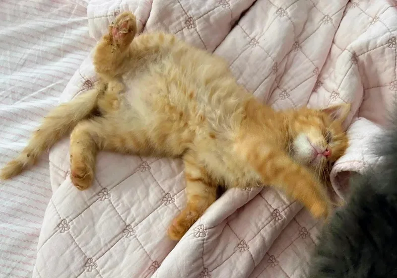 Simba thumbnail 2