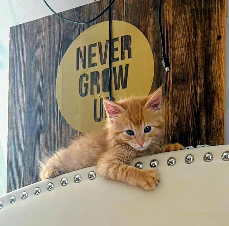 Simba thumbnail 3