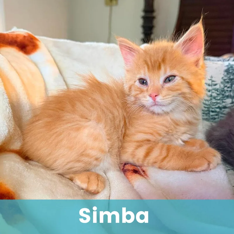 Simba thumbnail 5