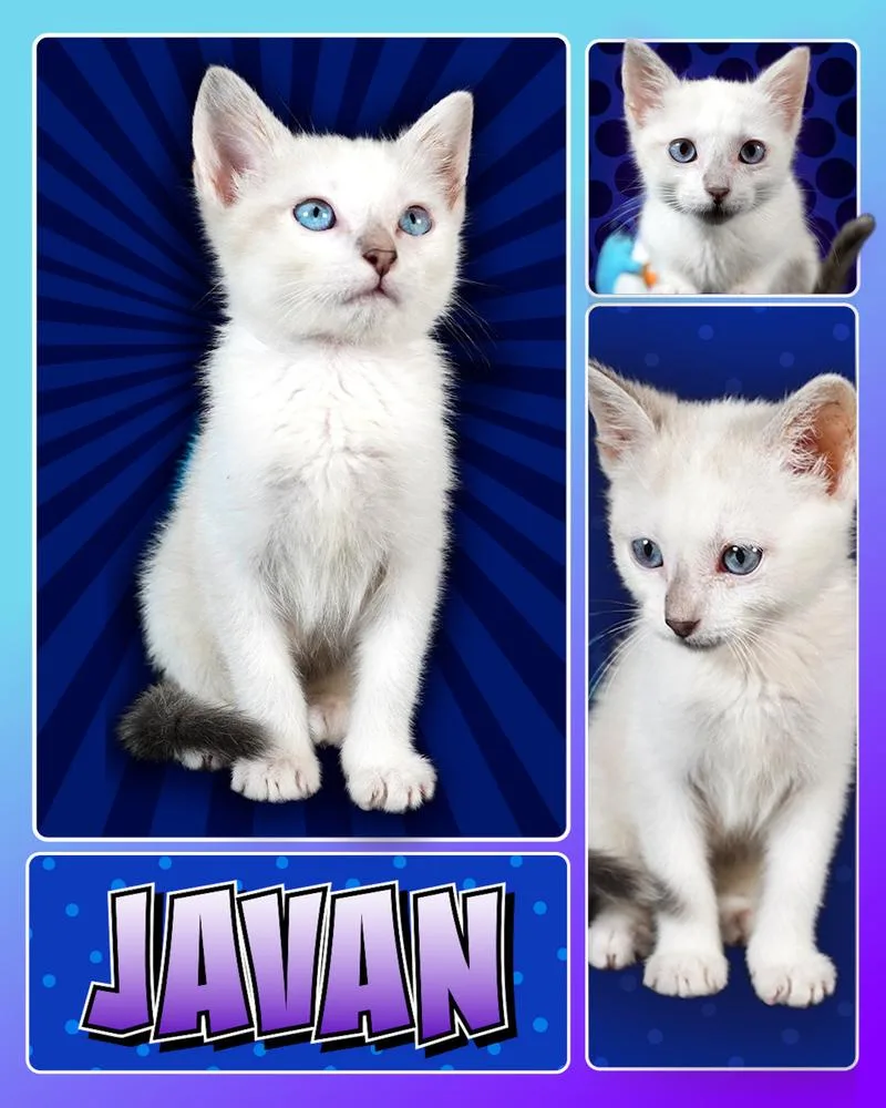 A baby small-sized male Gray & White Domestic Short Hair cat named Javan for adoption in Fremont, NE