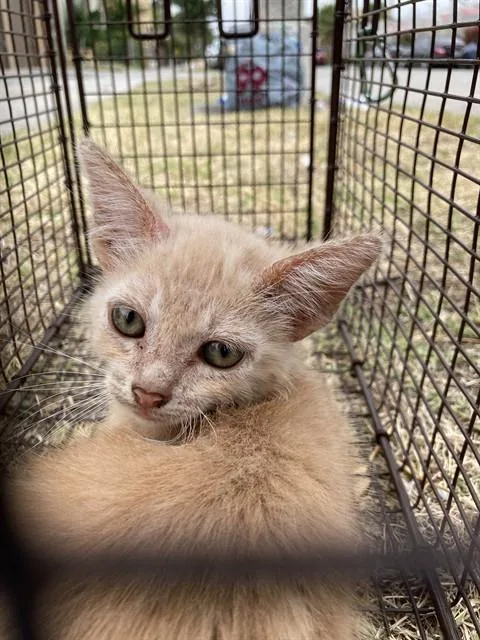 A baby small-sized male Domestic Short Hair cat named Zeke for adoption in Long Beach, CA