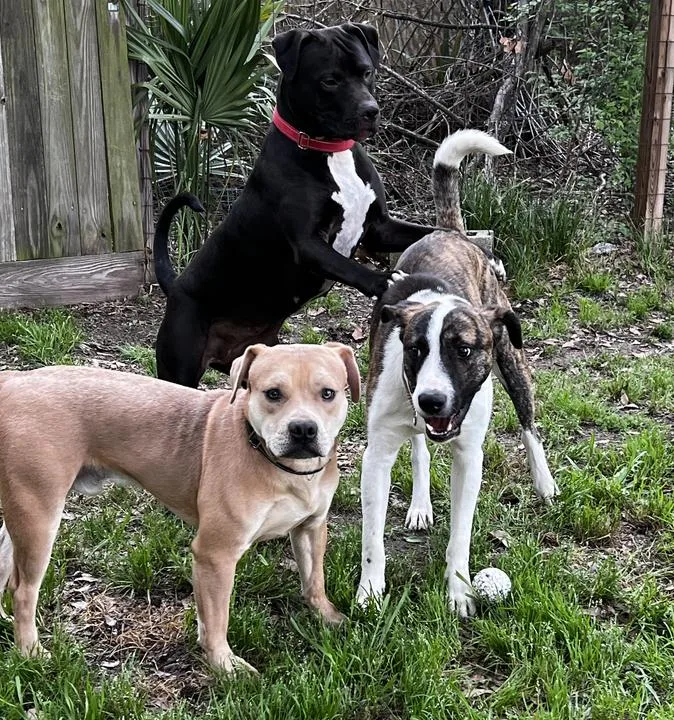 An adult medium-sized male Mountain Cur dog named Emilio for adoption in Longview, TX