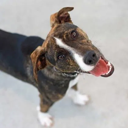 A young medium-sized male Brindle Terrier dog named Mr Darcy for adoption in Atlanta, GA
