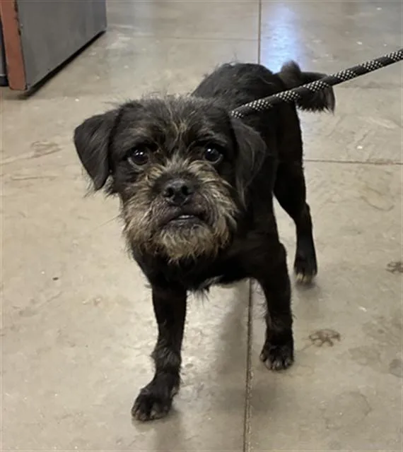 A young small-sized male Brussels Griffon dog named Kokomo for adoption in Phoenix, AZ