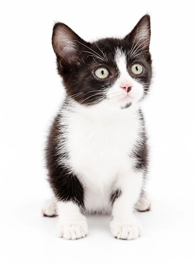 A baby small-sized male Black & White / Tuxedo Tuxedo cat named James is the king for adoption in Bedford Hills, NY