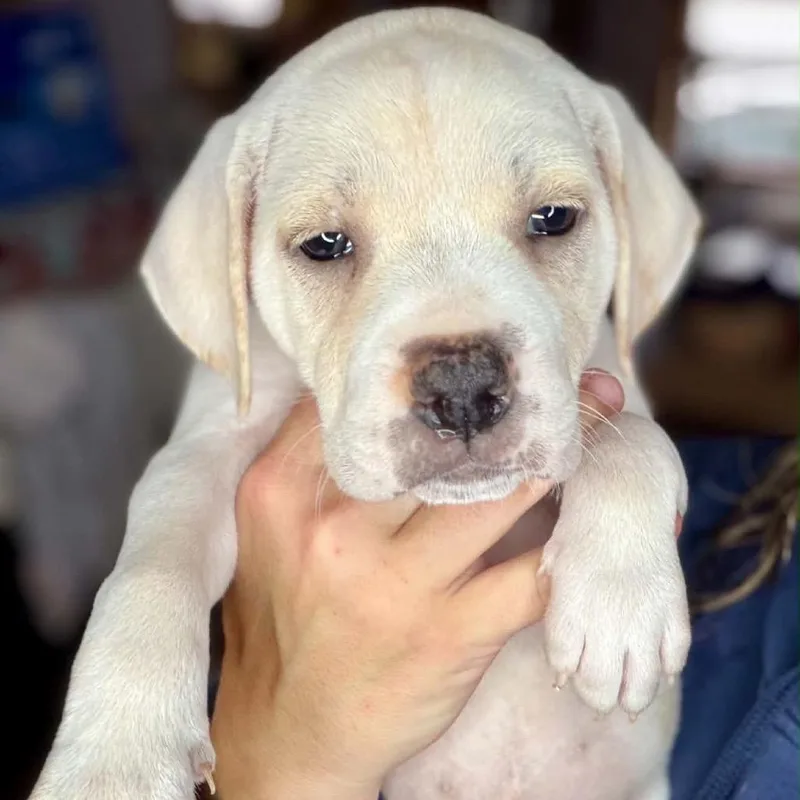 A baby small-sized female White / Cream Mixed Breed dog named Olipop for adoption in Buffalo, MN