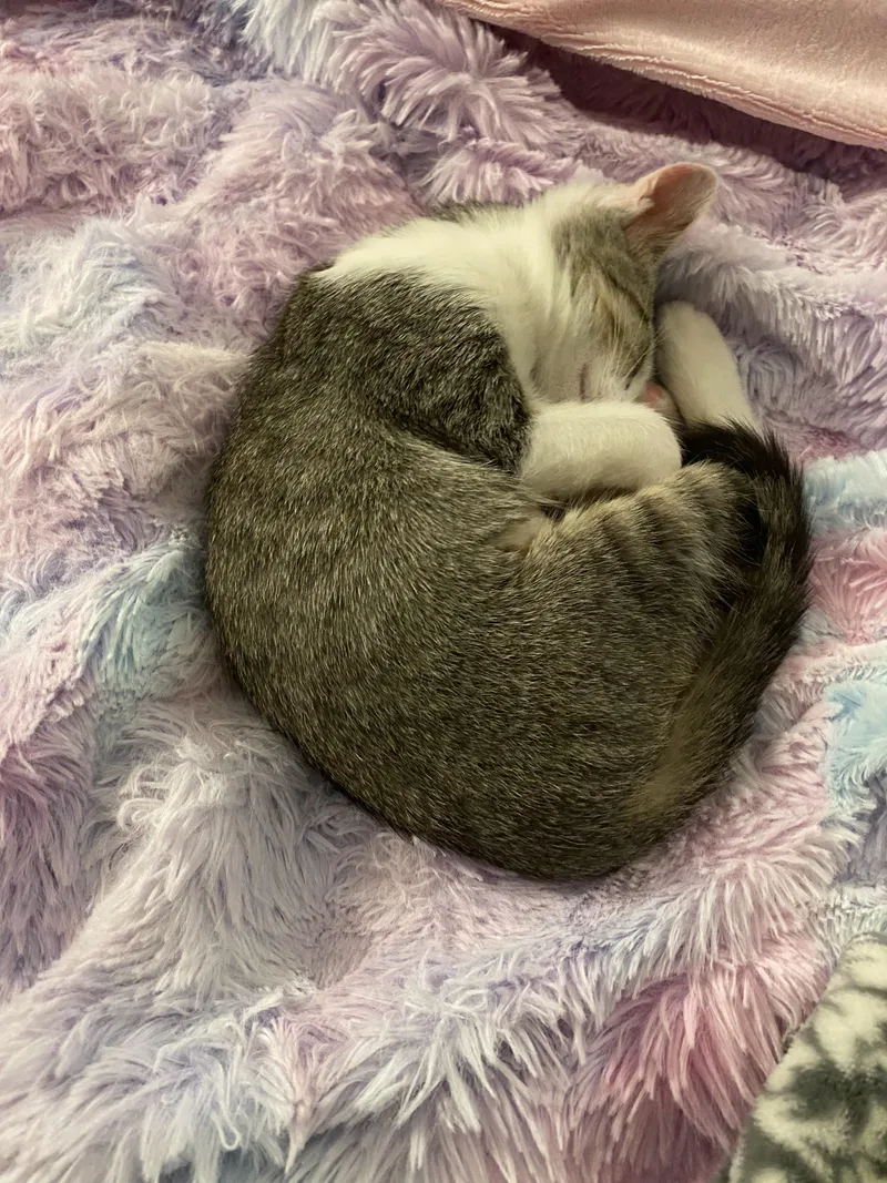 A baby small-sized female Tabby (Gray / Blue / Silver) Domestic Short Hair cat named Citrine Rf Petsmart for adoption in Spring, TX
