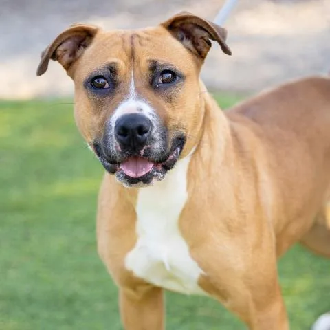 A young medium-sized female Pit Bull Terrier dog named Alani for adoption in Camarillo, CA