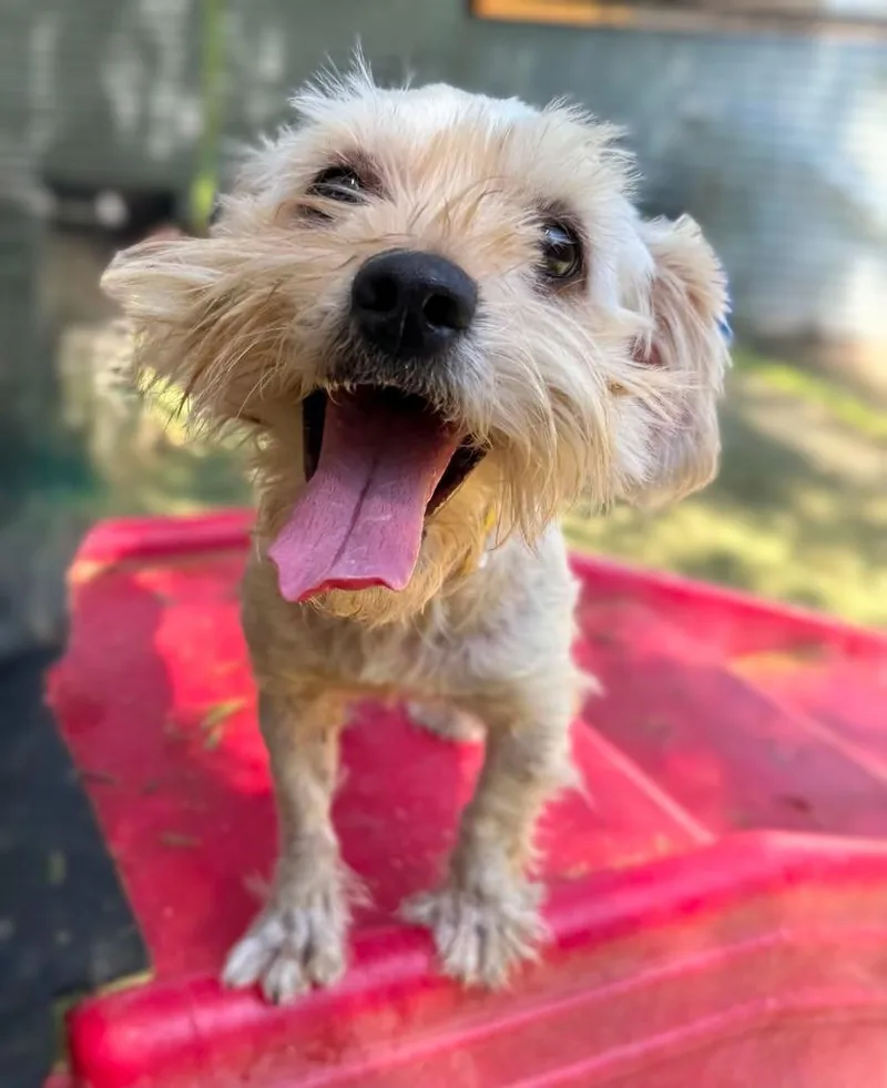 An adult small-sized female Maltese dog named Veranda for adoption in San Diego, CA