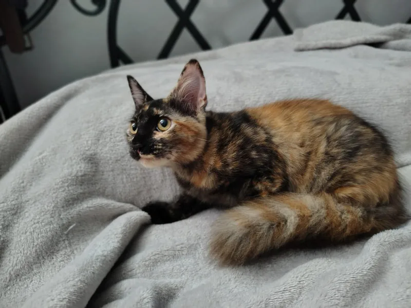 A baby medium-sized female Domestic Medium Hair cat named Kelly for adoption in Franklin, MA