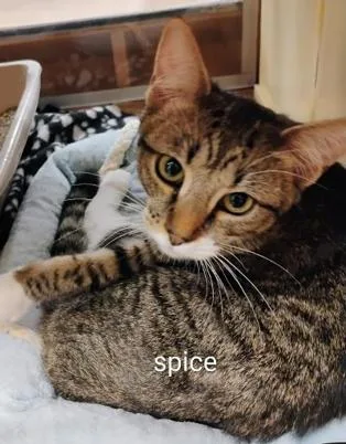 A young medium-sized female Tabby (Brown / Chocolate) Domestic Short Hair cat named Spice for adoption in Williamsburg, VA
