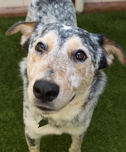A young medium-sized male Tricolor (Brown, Black, & White) Cattle Dog dog named Prairie for adoption in Encinitas, CA