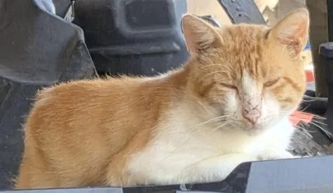 An adult medium-sized male Domestic Short Hair cat named A for adoption in Conroe, TX