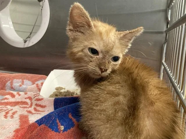 A baby small-sized male Domestic Short Hair cat named Cheeseball for adoption in Tustin, CA