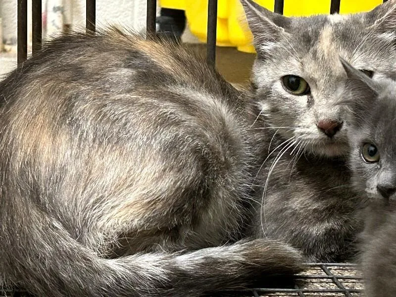 A young medium-sized female Tabby (Brown / Chocolate) Domestic Short Hair cat named Cass for adoption in Fruit Heights, UT