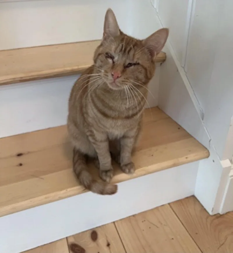 A young medium-sized female Orange / Red Domestic Short Hair cat named Ginger for adoption in Wading River, NY