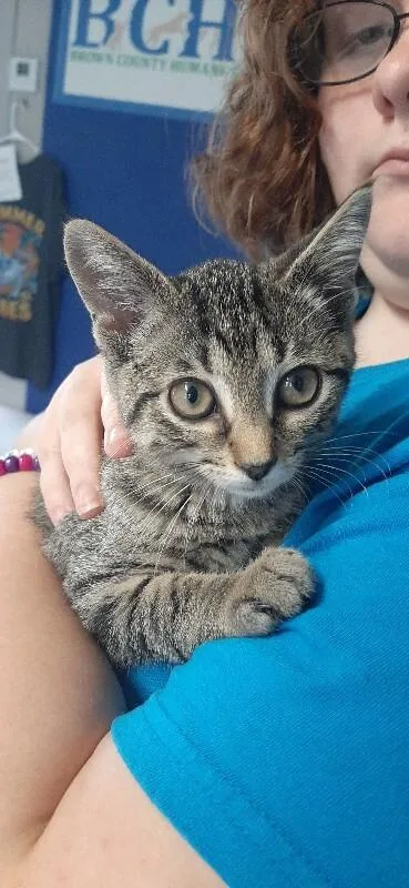 A baby medium-sized female Tabby (Brown / Chocolate) Domestic Short Hair cat named Starbucks for adoption in Georgetown, OH