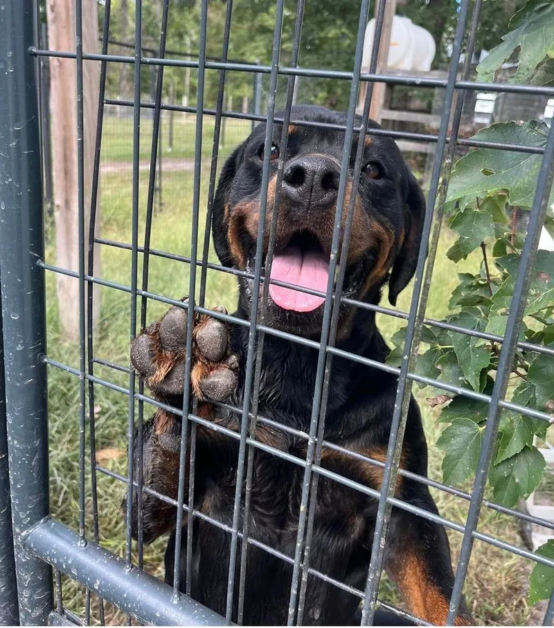 Tiga Lily thumbnail 2