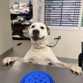 An adult medium-sized female Mixed Breed dog named Amsterdam for adoption in Athens, GA