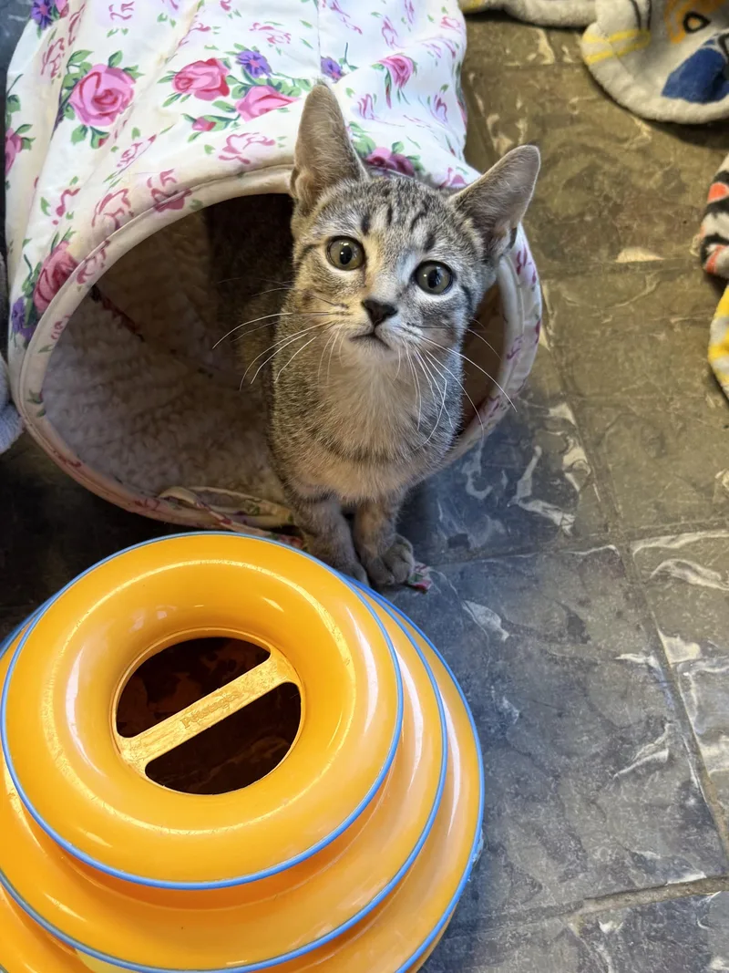 A baby medium-sized male Tabby (Gray / Blue / Silver) Domestic Short Hair cat named Ticket for adoption in Hamburg, NY