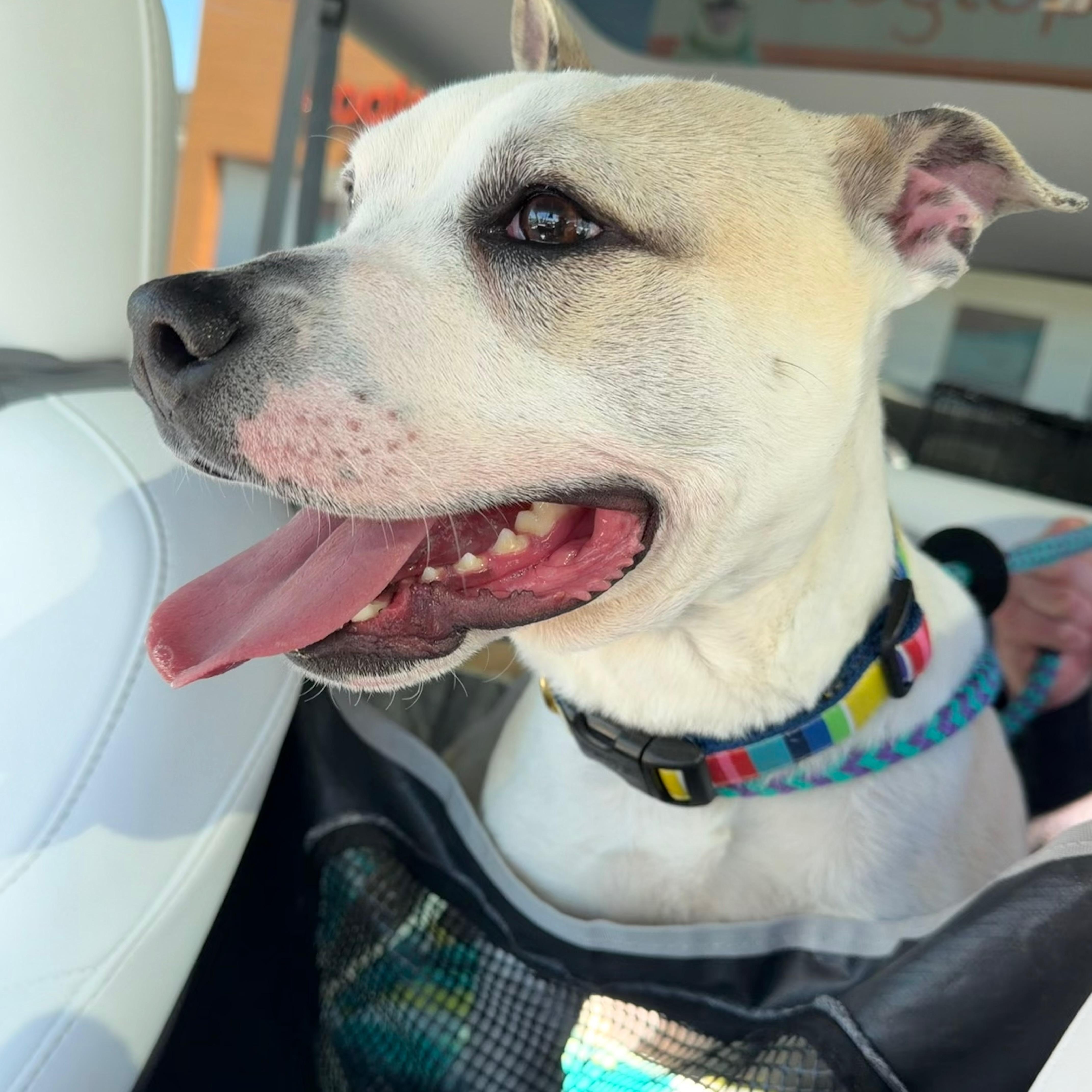 A young medium-sized male Yellow / Tan / Blond / Fawn Mixed Breed dog named Leo for adoption in Cranston, RI