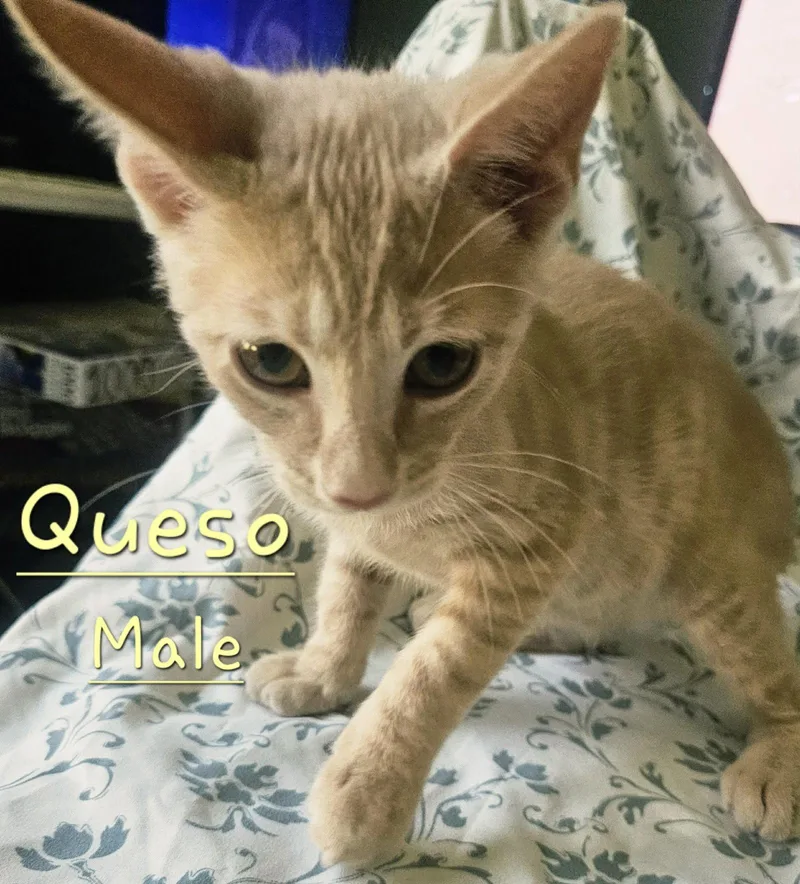 Queso thumbnail 2