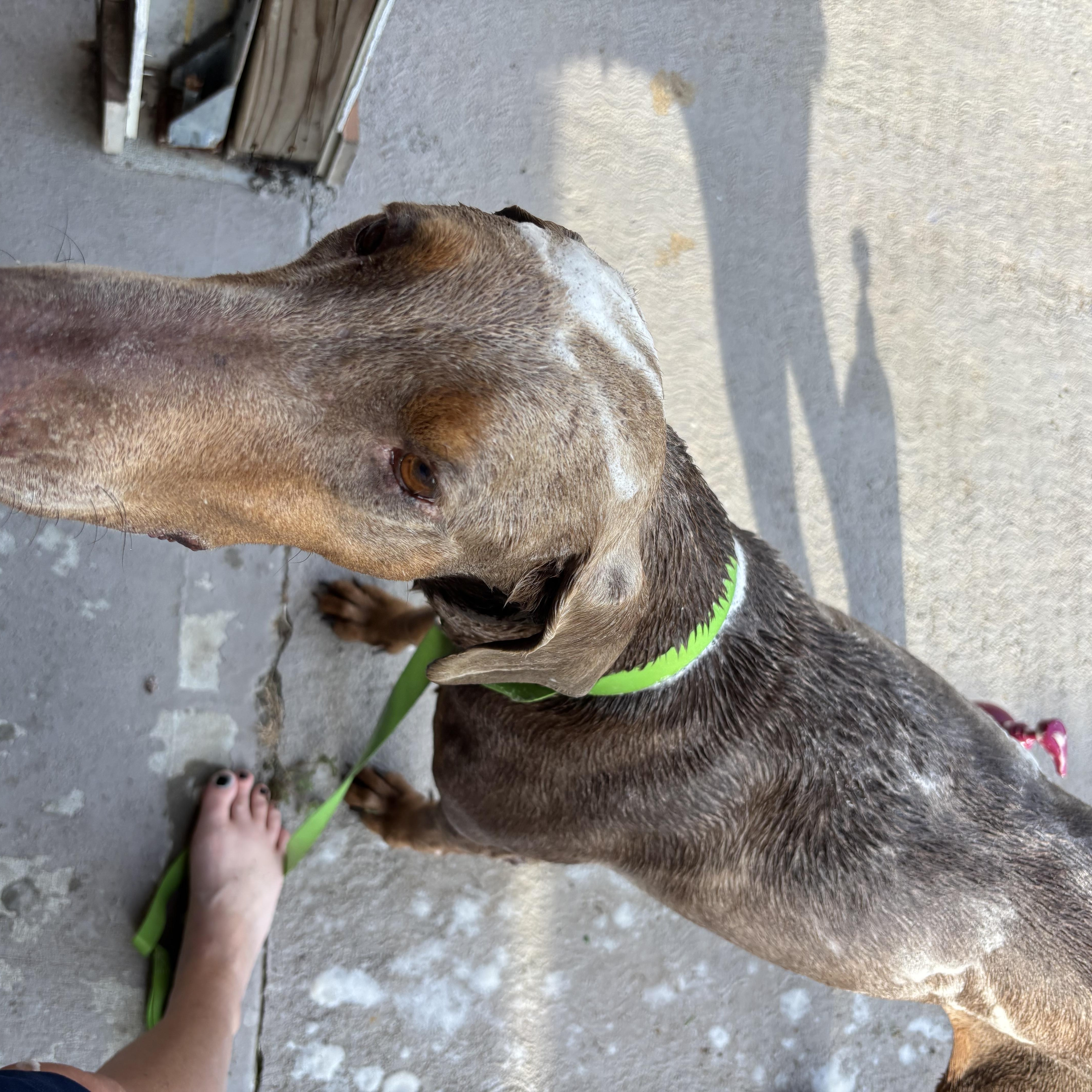 A young medium-sized female Doberman Pinscher dog named Bobbie for adoption in Houston, TX